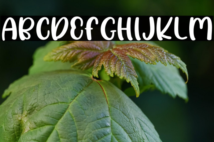 Crispy dream Example 2