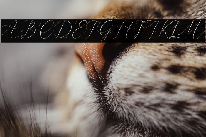 Cristtina Delmonte Example 1