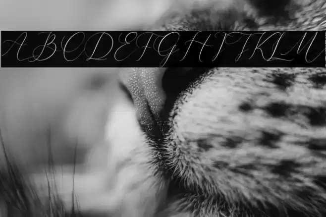 Cristtina Delmonte Font examples