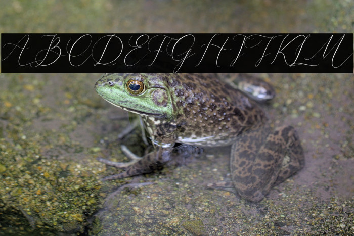 Cristtina Delmonte Example 2