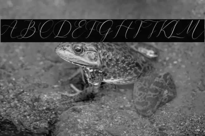 Cristtina Delmonte Font examples