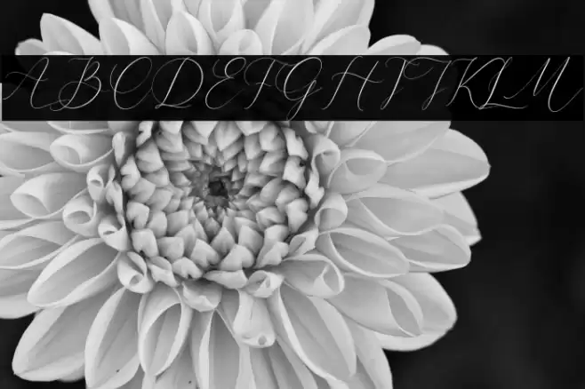 Cristtina Delmonte Font examples