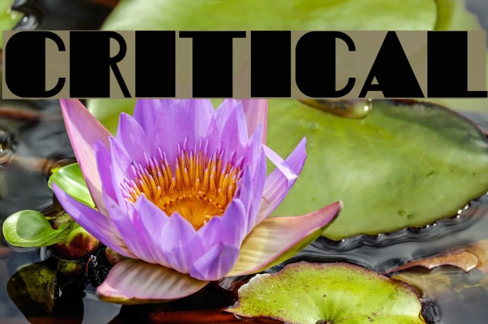 Critical Font examples