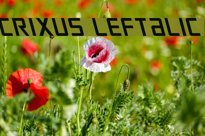 Crixus Leftalic Example 2