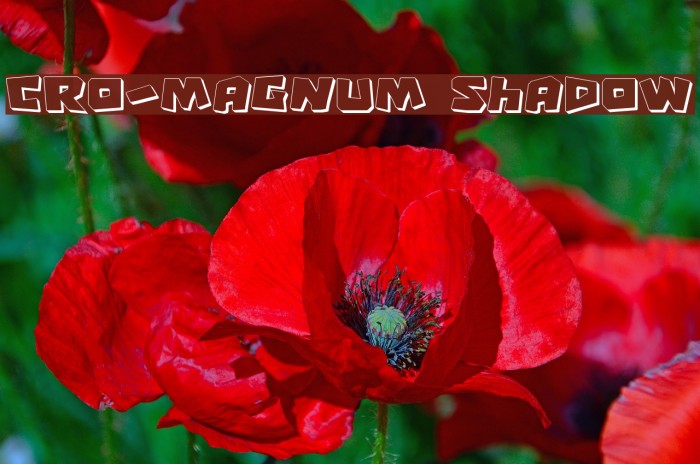 Cro-Magnum Shadow Polices examples