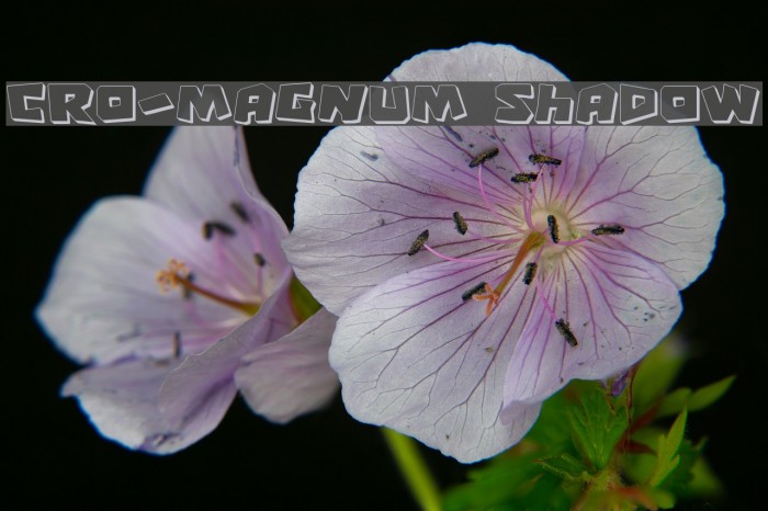 Cro-Magnum Shadow Polices examples