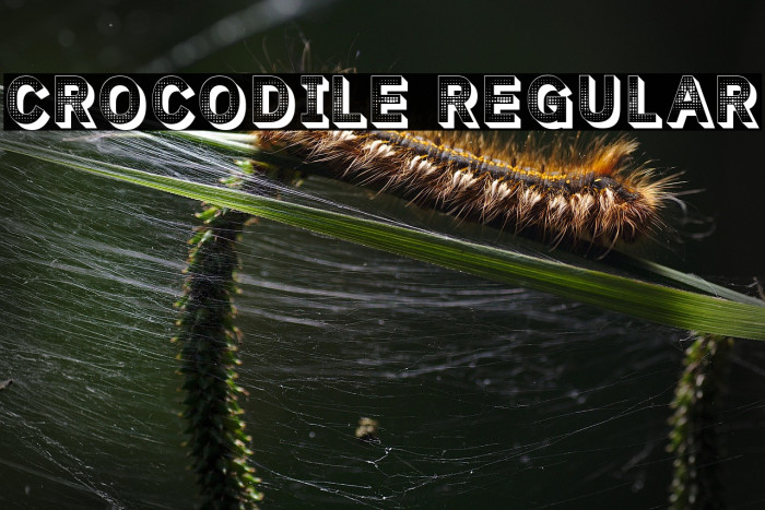 Crocodile Regular Example 1