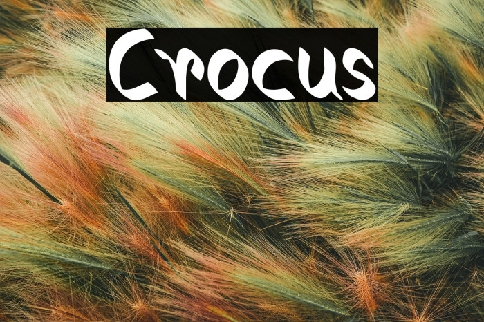 Crocus Example 2