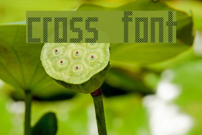 Cross Font examples