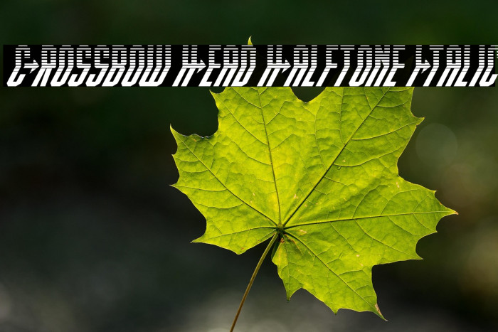 Crossbow Head Halftone Italic Example 2