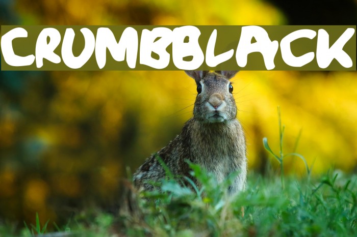 CrumbBlack Font examples