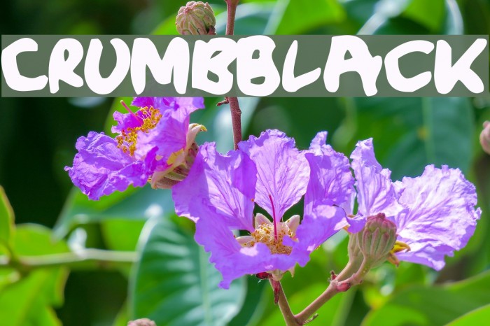 CrumbBlack Font examples