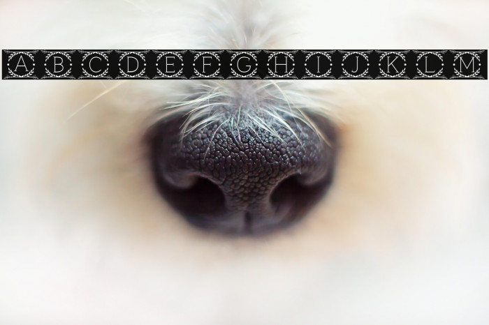 Cruncho Monogram Example 3