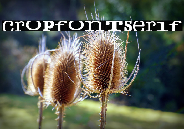cropfontserif Font examples