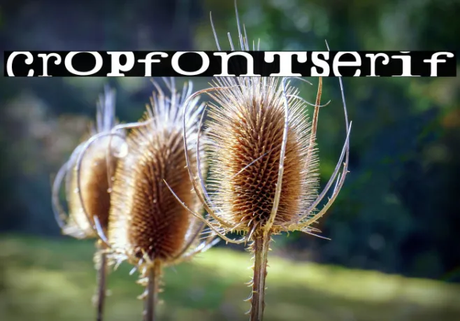 cropfontserif Example 1