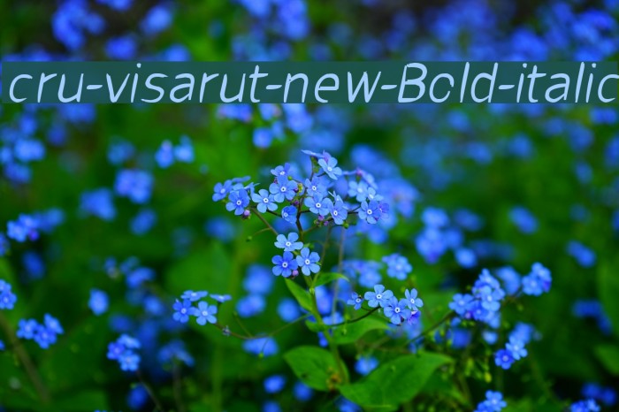 cru-visarut-new-Bold-italic Font examples