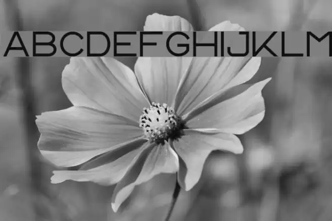 CS Harley Font examples