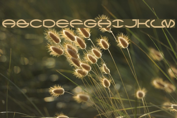 CType Font examples