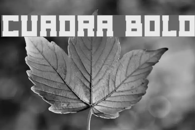 Cuadra Bold Font examples