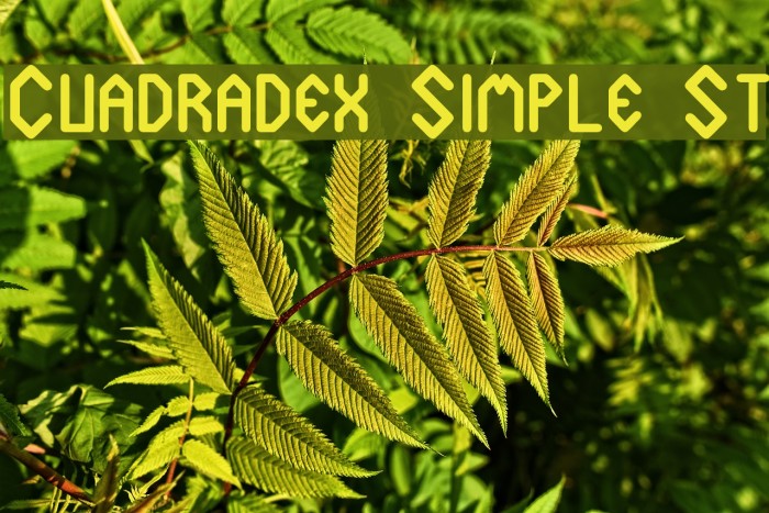 Cuadradex Simple St Example 3