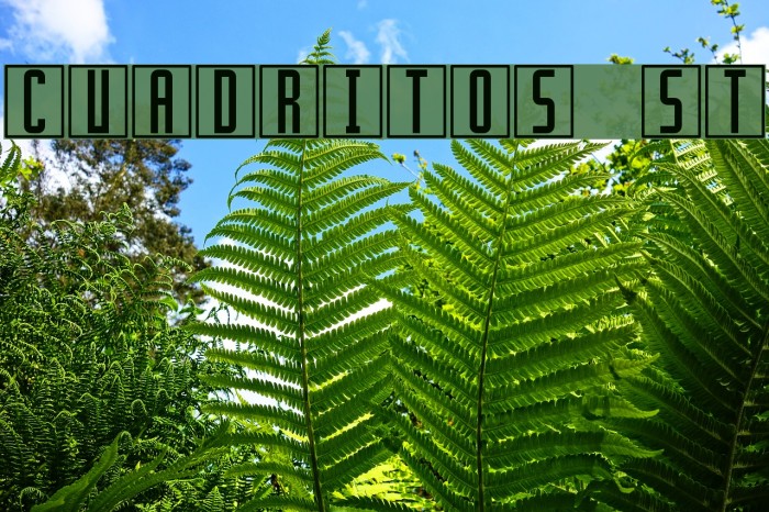 Cuadritos St Font examples