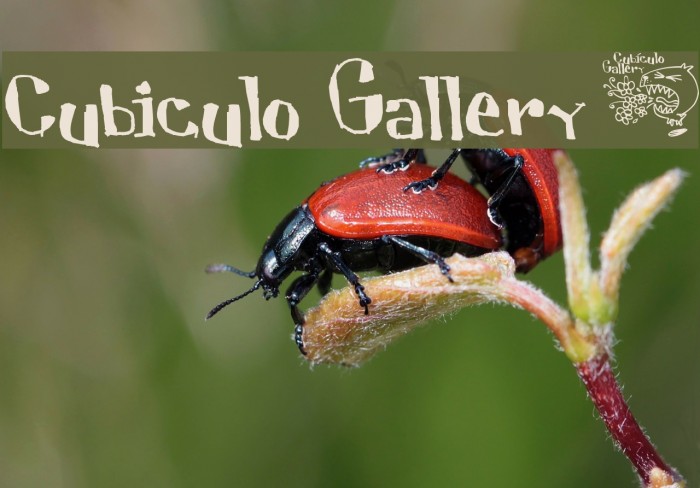 Cubiculo Gallery) Font examples