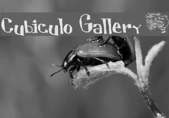Cubiculo Gallery) Font examples