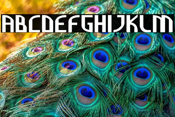 Cully Bold Example 1