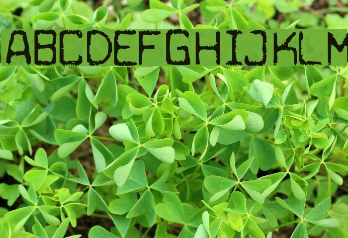 Cuomotype Font examples