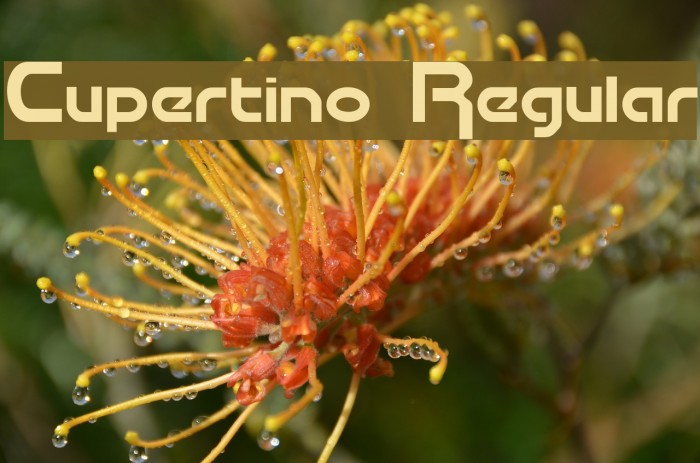 Cupertino Regular Font examples