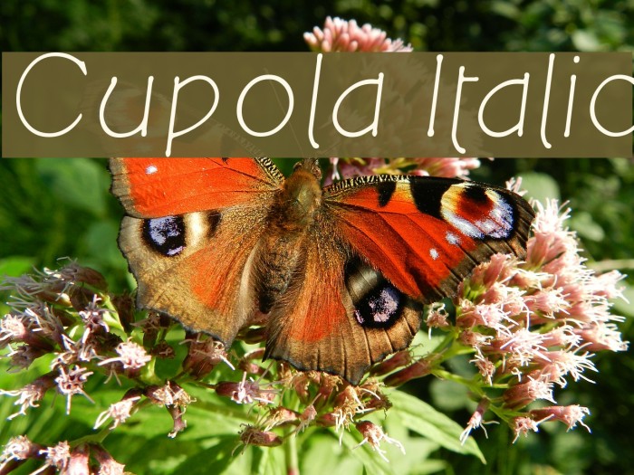 Cupola Italic Font examples