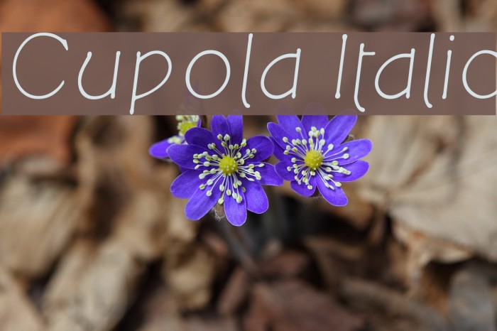 Cupola Italic Font examples