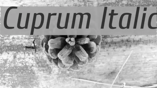 Cuprum Italic Font examples