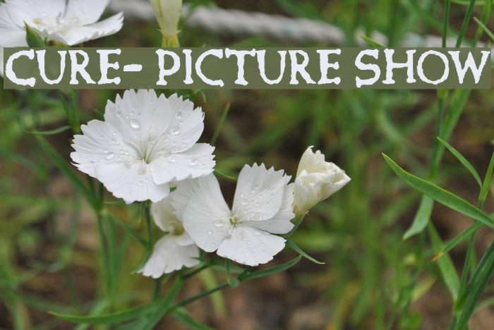 Cure- Picture Show Font examples