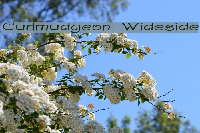 Curlmudgeon Wideside Font examples