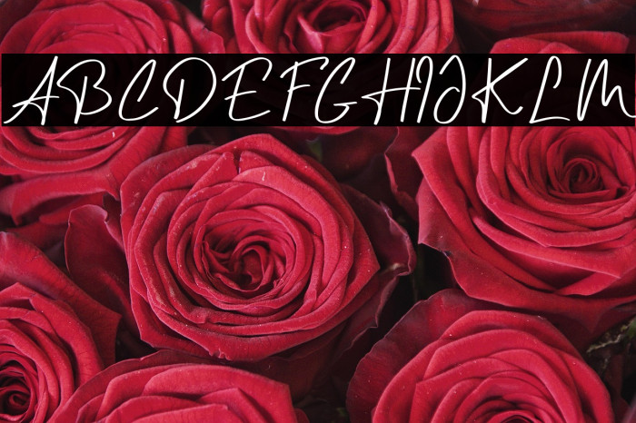 Curly Millie Example 1