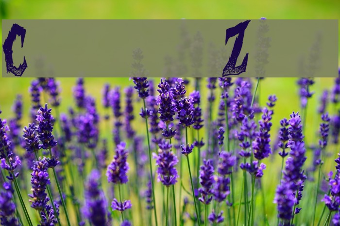 Curse of the Zombie Example 2