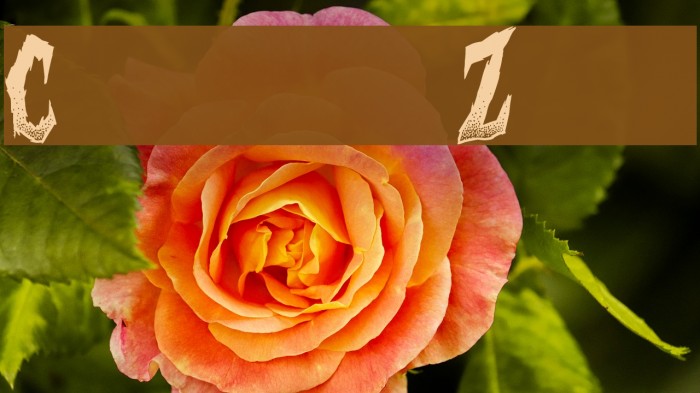 Curse of the Zombie Example 3