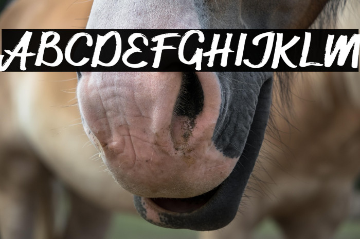 CurseyFREE Example 1