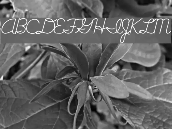 Cursive Handwriting Tryout Schriftart examples