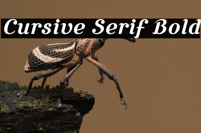 Cursive Serif Bold Example 3