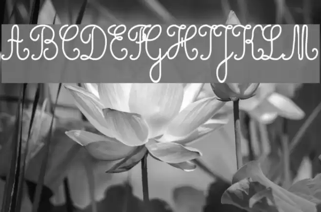 Cursivestandard Font examples