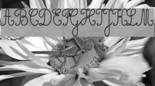 Cursivestandard Font examples