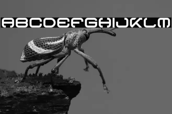 Curves Font examples