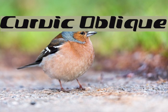 Curvic Oblique Font examples