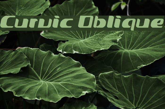 Curvic Oblique Font examples
