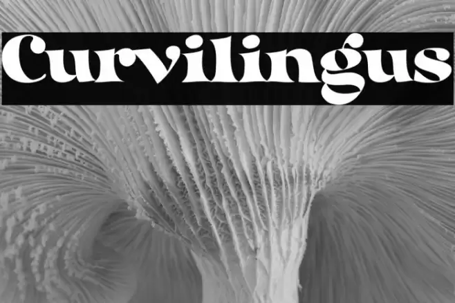 Curvilingus Font examples