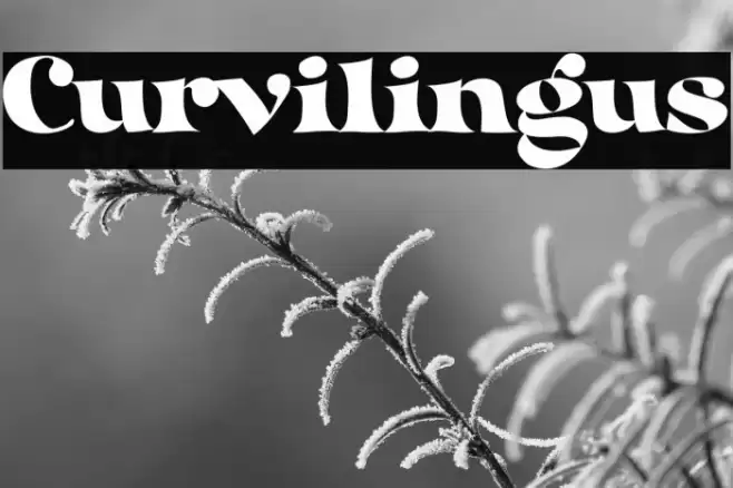 Curvilingus Font examples
