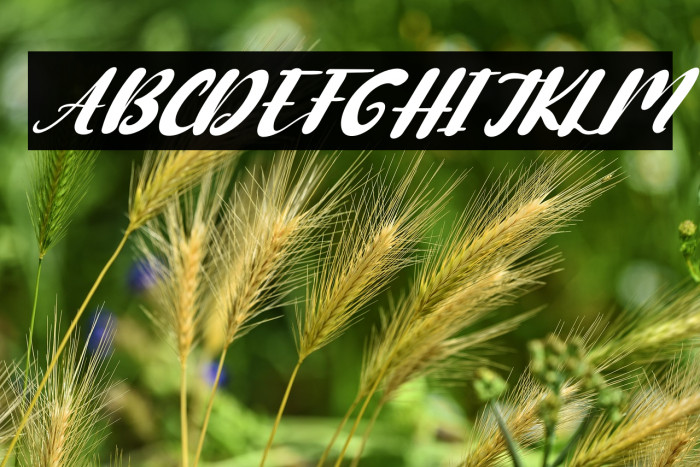 Cute Cartoon Italic Example 3