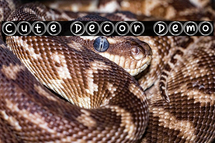 Cute Decor Demo Example 3